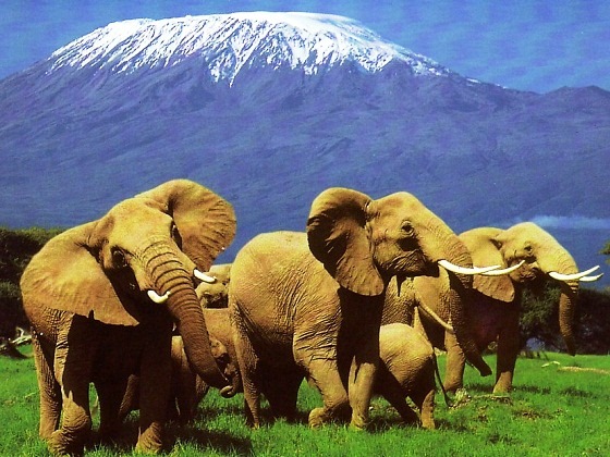 Kenya-Mount Kilimanjaro view from Amboseli NP