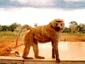 kenya