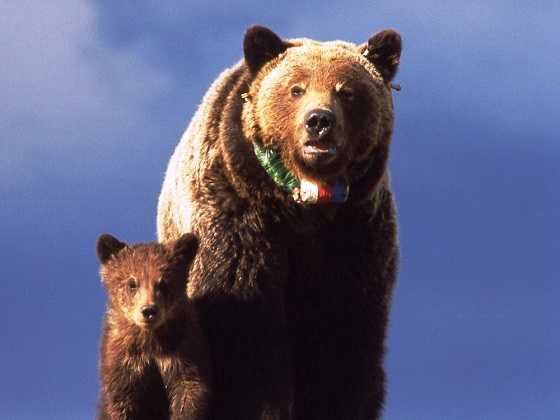 Yellowstone-Grizzly Bear