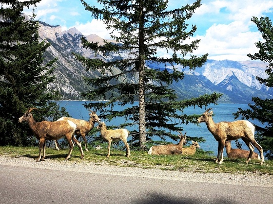 Wild Goats at Lake Minnewanka