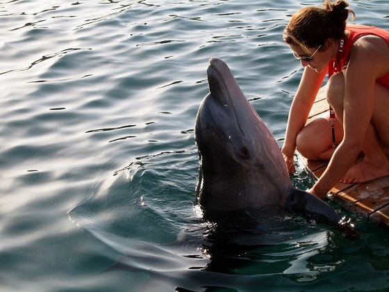 Eilat-Dolphin