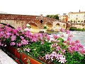 verona