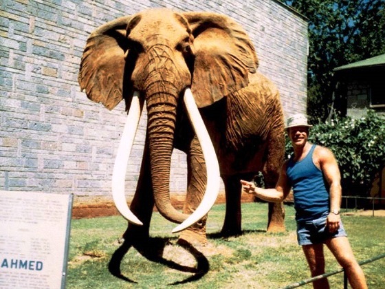 Kenya-Nairobi-Kenya's Largest Tusk Elephant