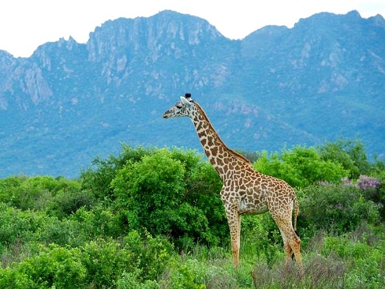 Kenya-Tsavo NP-Giraffe