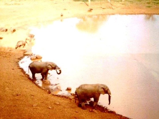 Kenya-Aberdares NP-Elephants at the waterhole