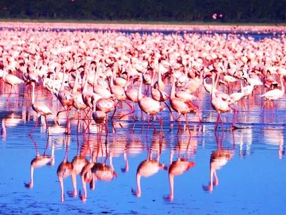 Kenya-Lake Nakuru-Flamingoes