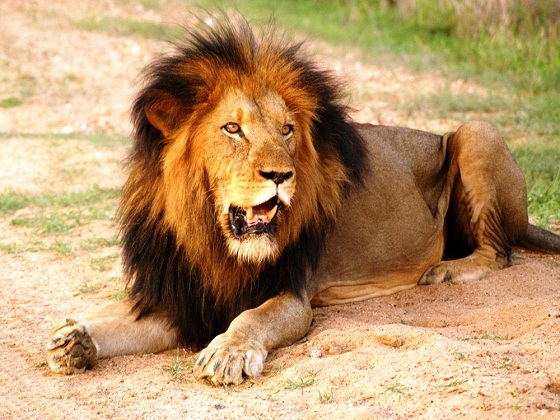 South Africa-Lion in Kruger National Park
