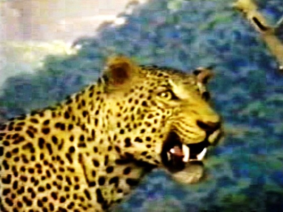 South Africa-African leopard