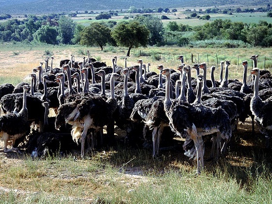 South Africa-Oudtshoorn, ostrich farm